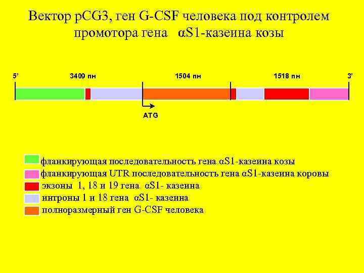 Вектор p. CG 3, ген G-CSF человека под контролем промотора гена αS 1 -казеина