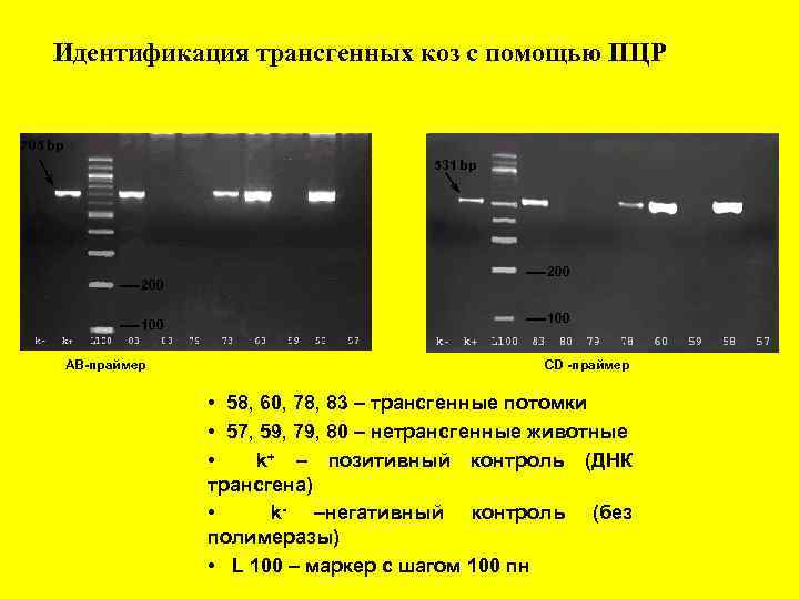 Идентификация трансгенных коз с помощью ПЦР 705 bp 531 bp 200 100 АВ-праймер 200