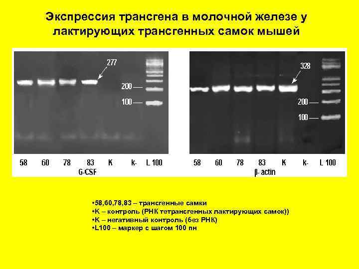 Экспрессия трансгена в молочной железе у лактирующих трансгенных самок мышей • 58, 60, 78,