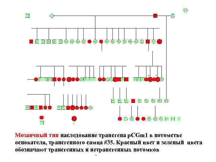 Мозаичный тип наследование трансгена p. CGm 1 в потомстве основателя, трансгенного самца #35. Красный
