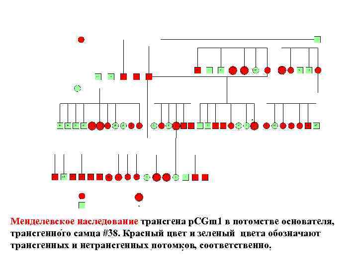 Менделевское наследование трансгена p. CGm 1 в потомстве основателя, трансгенного самца #38. Красный цвет