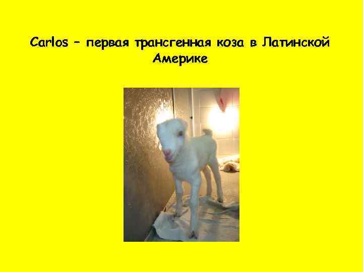 Carlos – первая трансгенная коза в Латинской Америке 