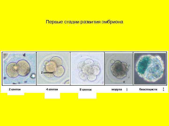 Клетки эмбриона. Развитие зародыша клетки. Этапы развития клетки эмбриона. 8 Клеточный эмбрион. Эмбрион на стадии 8 клеток.