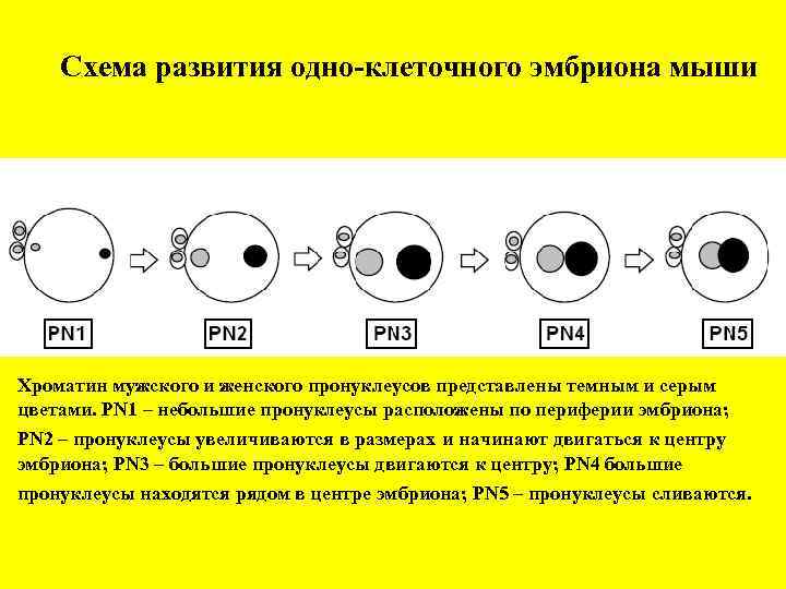 Схема развития одно-клеточного эмбриона мыши Хроматин мужского и женского пронуклеусов представлены темным и серым