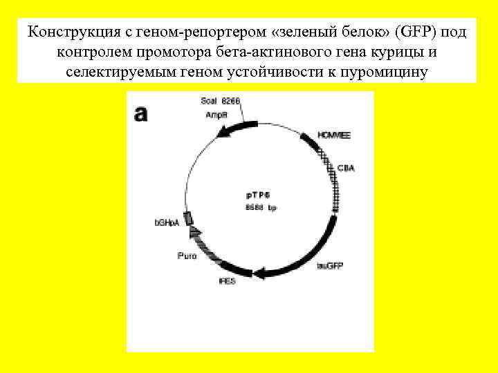 Конструкция с геном-репортером «зеленый белок» (GFP) под контролем промотора бета-актинового гена курицы и селектируемым