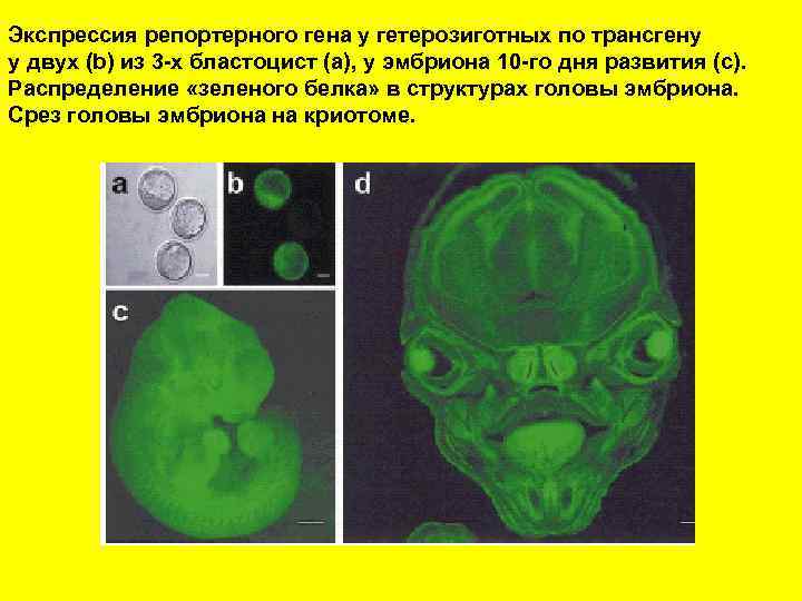 Экспрессия репортерного гена у гетерозиготных по трансгену у двух (b) из 3 -х бластоцист