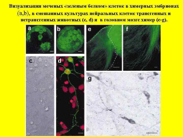 Визуализация меченых «зеленым белком» клеток в химерных эмбрионах (a, b), в смешанных культурах нейральных