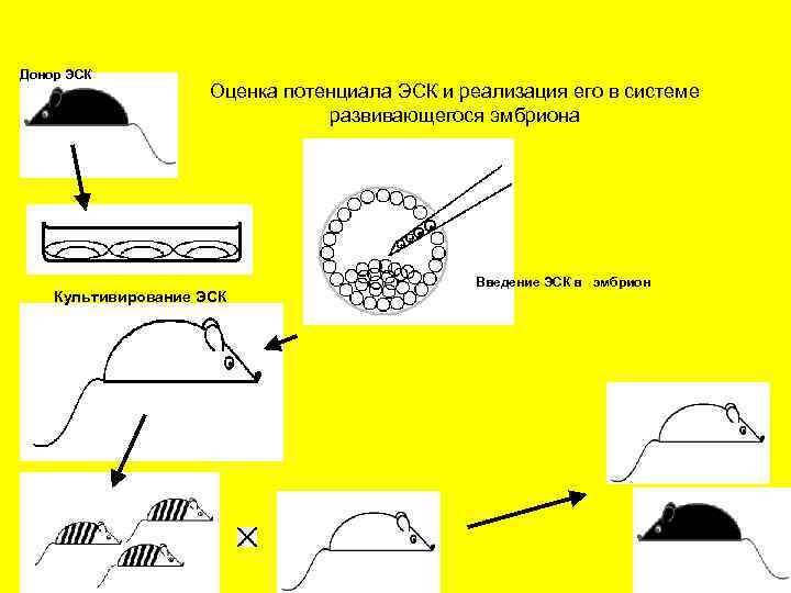 Донор ЭСК Оценка потенциала ЭСК и реализация его в системе развивающегося эмбриона Культивирование ЭСК