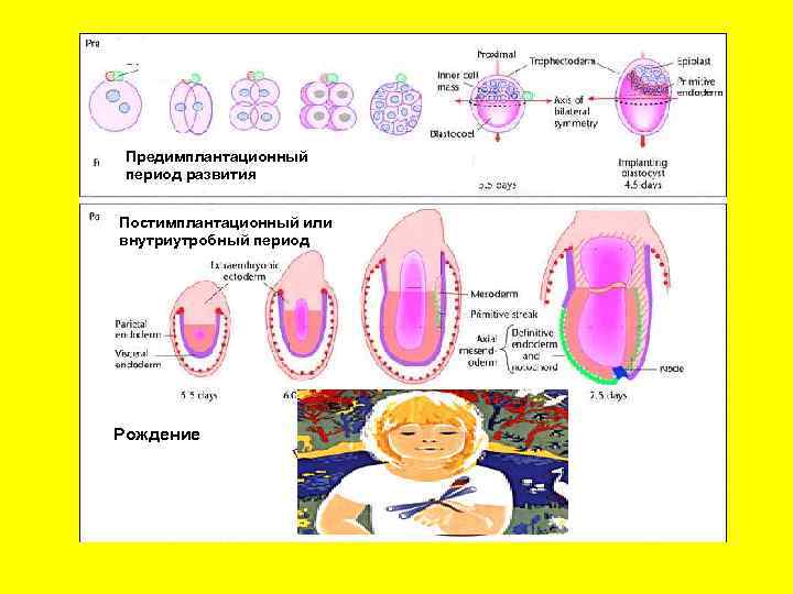 Предимплантационный период развития Постимплантационный или внутриутробный период Рождение 