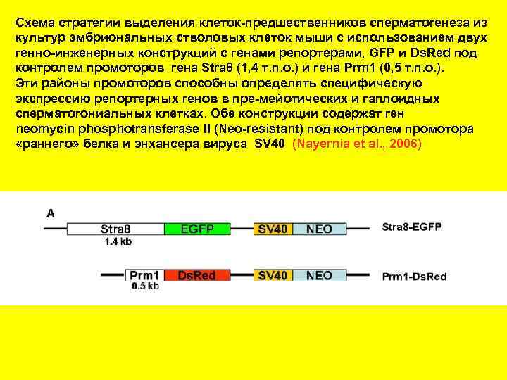 Схема стратегии выделения клеток-предшественников сперматогенеза из культур эмбриональных стволовых клеток мыши с использованием двух