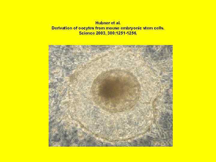 Hubner et al. Derivation of oocytes from mouse embryonic stem cells. Science 2003, 300: