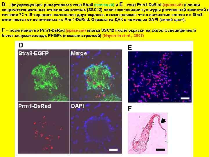 D – флуоресценция репортерного гена Stra 8 (зеленый) и E – гена Prm 1