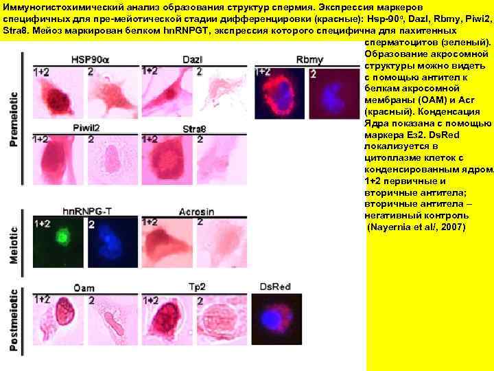 Иммуногистохимический анализ образования структур спермия. Экспрессия маркеров специфичных для пре-мейотической стадии дифференцировки (красные): Hsp-90α,