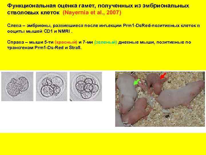 Функциональная оценка гамет, полученных из эмбриональных стволовых клеток (Nayernia et al. , 2007) Слева