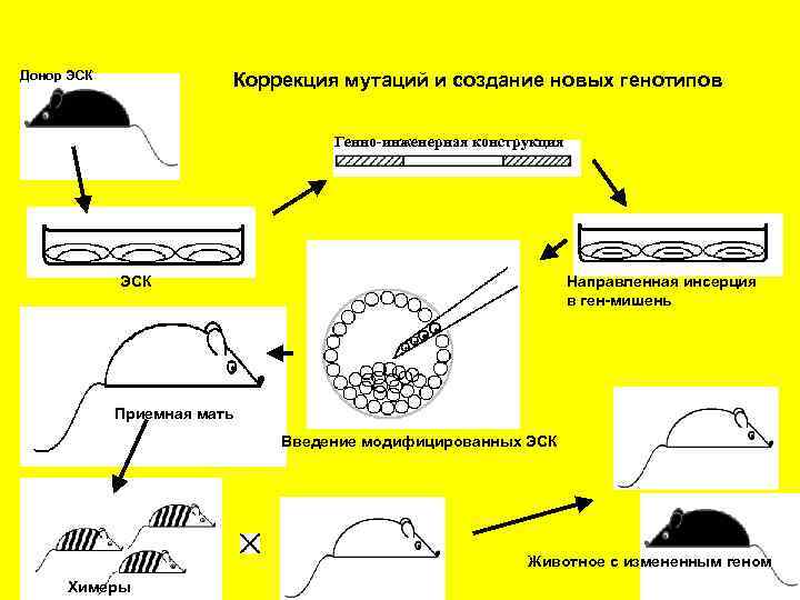 Донор ЭСК Коррекция мутаций и создание новых генотипов Генно-инженерная конструкция ЭСК Направленная инсерция в