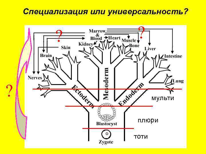 Специализация или универсальность? ? мульти плюри тоти 