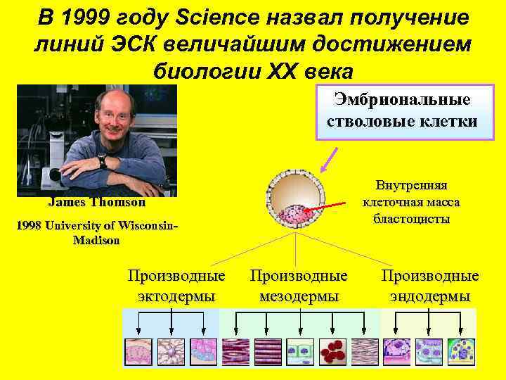 В 1999 году Science назвал получение линий ЭСК величайшим достижением биологии ХХ века Эмбриональные