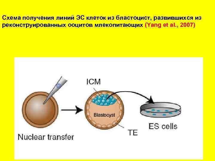 Схема получения линий ЭС клеток из бластоцист, развившихся из реконструированных ооцитов млекопитающих (Yang et