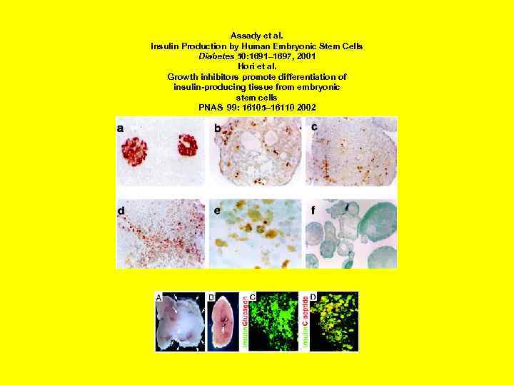 Assady et al. Insulin Production by Human Embryonic Stem Cells Diabetes 50: 1691– 1697,