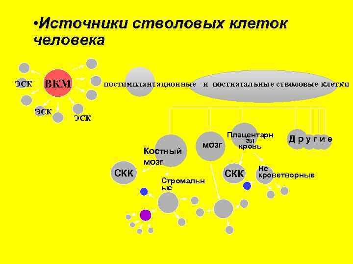  • Источники стволовых клеток человека ЭСК ВКМ ЭСК постимплантационные и постнатальные стволовые клетки