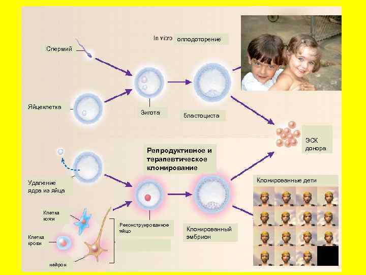 оплодоторение Спермий Яйцеклетка Зигота бластоциста Репродуктивное и терапевтическое клонирование Клонированные дети Удаление ядра из