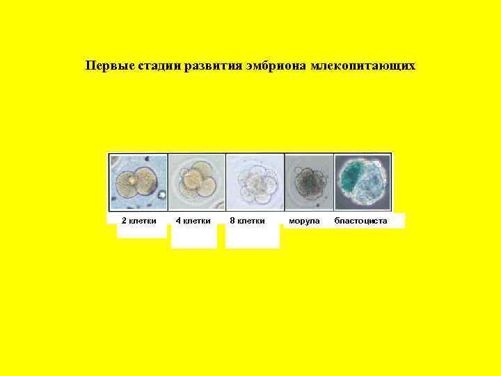 Первые стадии развития эмбриона млекопитающих 2 клетки 4 клетки 8 клетки морула бластоциста 