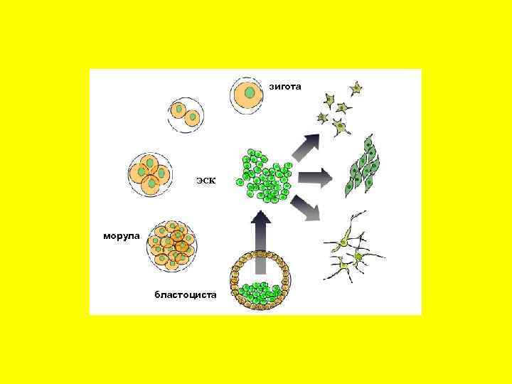 зигота ЭСК морула бластоциста 