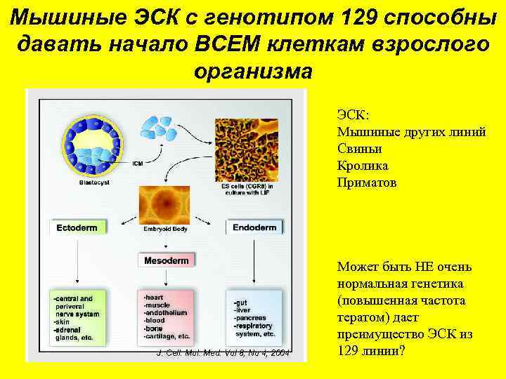 Мышиные ЭСК с генотипом 129 способны давать начало ВСЕМ клеткам взрослого организма ЭСК: Мышиные