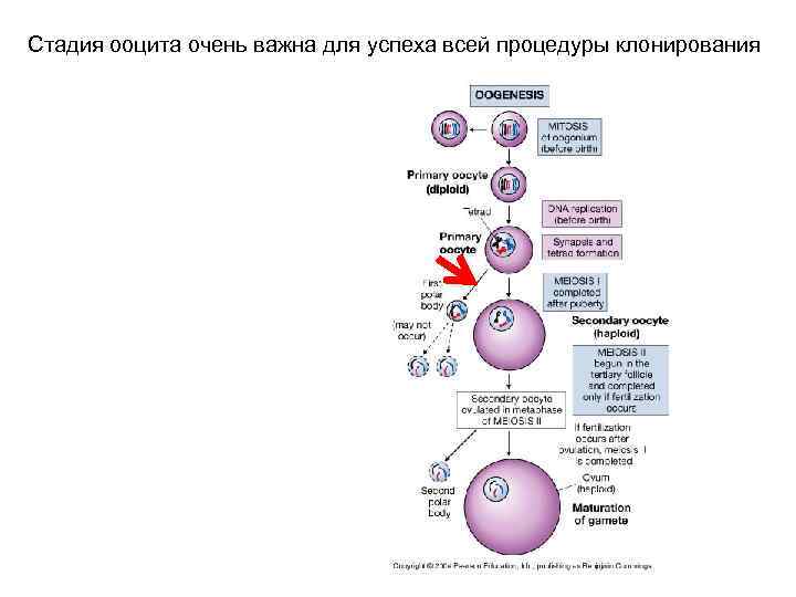 Репродуктивное клонирование