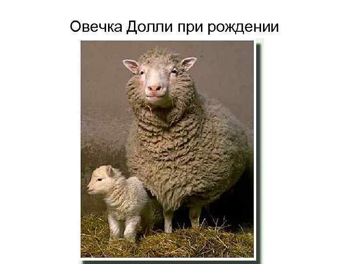 Овечка Долли при рождении 