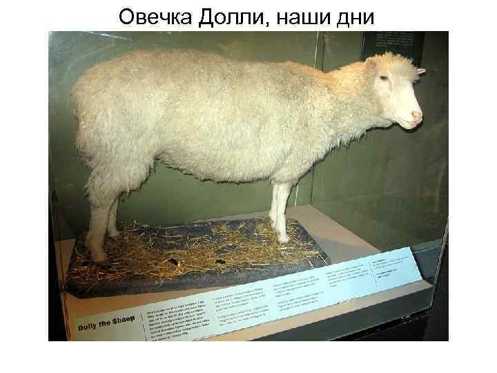 Овечка Долли, наши дни 