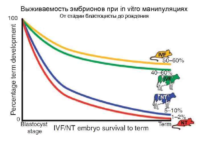 Выживаемость эмбрионов при in vitro манипуляциях От стадии бластоцисты до рождения 