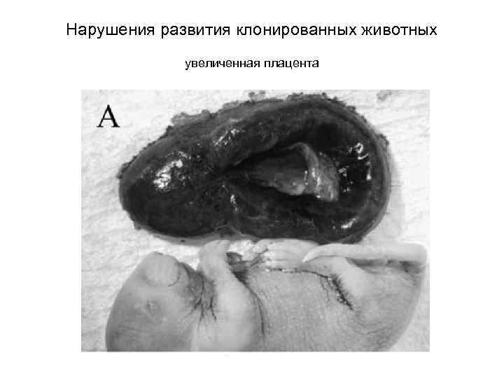 Нарушения развития клонированных животных увеличенная плацента 