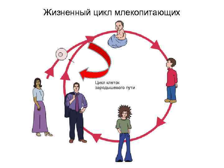 8 циклов жизни. Жизненный цикл млекопитающих. Цикл жизни человека. Жизненный цикл человека схема. Жизненный цикл человека для дошкольников.