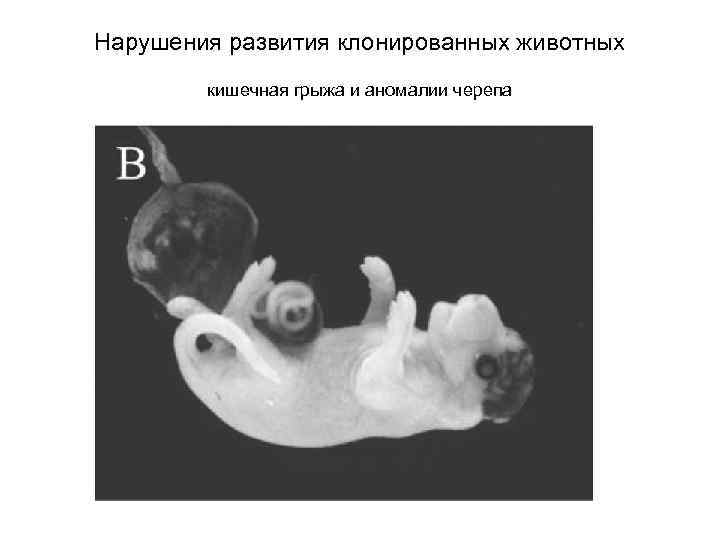 Нарушения развития клонированных животных кишечная грыжа и аномалии черепа 