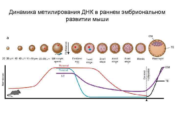 Динамика метилирования ДНК в раннем эмбриональном развитии мыши 