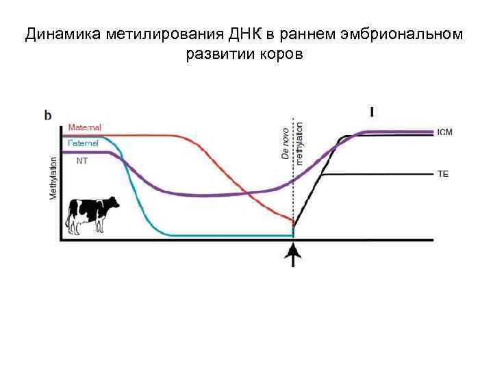 Динамика метилирования ДНК в раннем эмбриональном развитии коров 