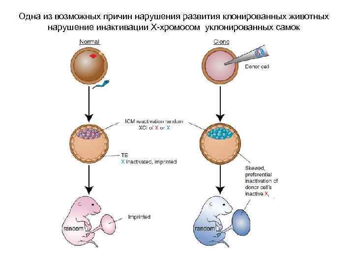 Одна из возможных причин нарушения развития клонированных животных нарушение инактивации Х-хромосом уклонированных самок 