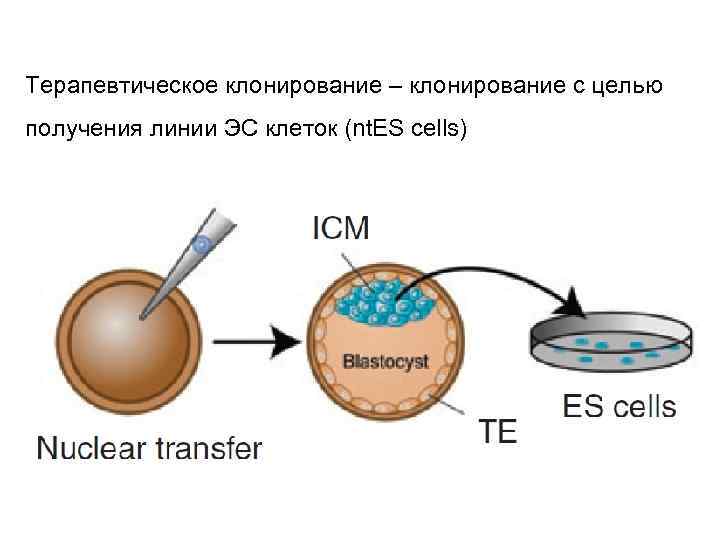 Терапевтическое клонирование – клонирование с целью получения линии ЭС клеток (nt. ES cells) 