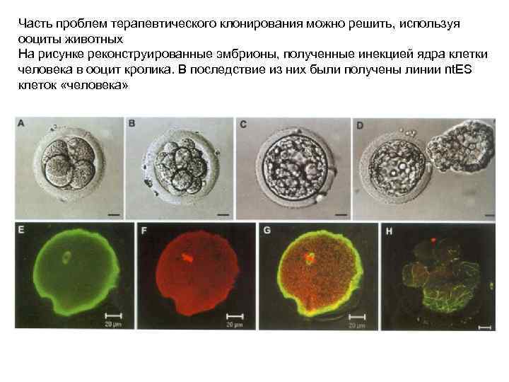 Часть проблем терапевтического клонирования можно решить, используя ооциты животных На рисунке реконструированные эмбрионы, полученные