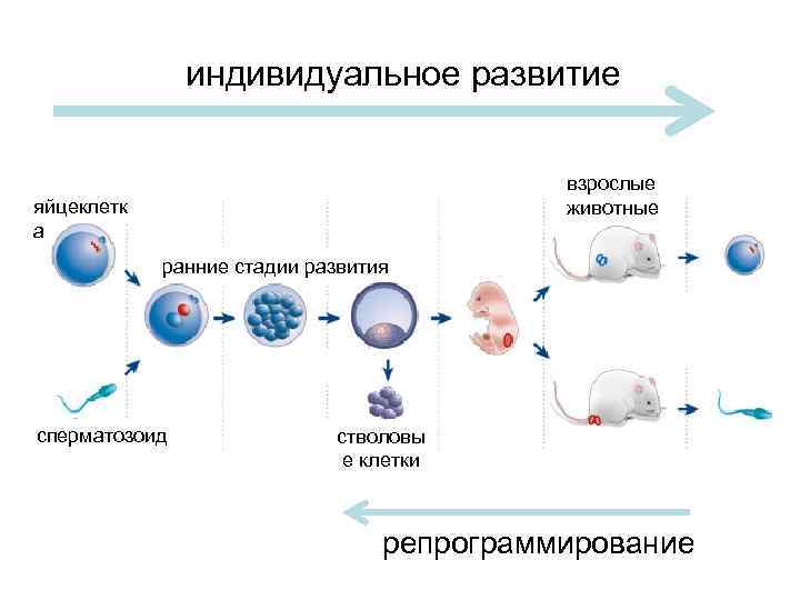 Фазы развития клетки. Стадии развития клетки. Этапы эволюции клетки. Фазы развития клетки 5 класс.