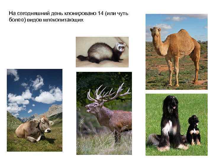 На сегодняшний день клонировано 14 (или чуть более) видов млекопитающих 