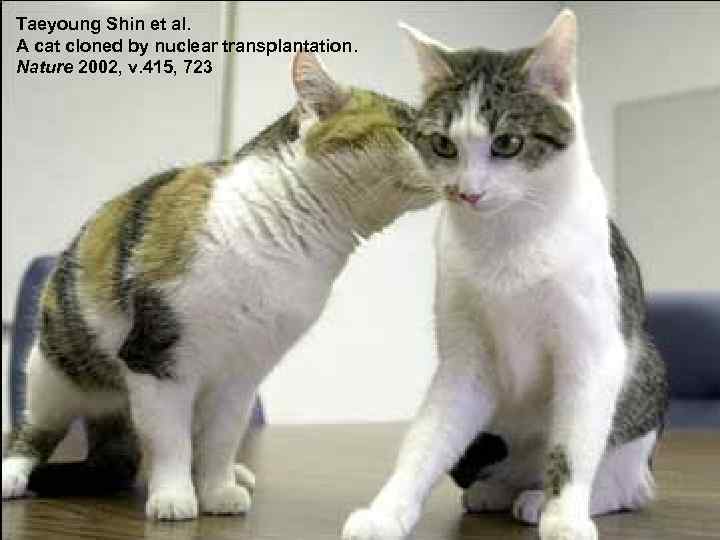 Taeyoung Shin et al. A cat cloned by nuclear transplantation. Nature 2002, v. 415,