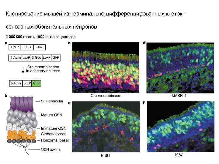 Клонирование мышей из терминально дифференцированных клеток – сенсорных обонятельных нейронов 2 000 клеток, 1500
