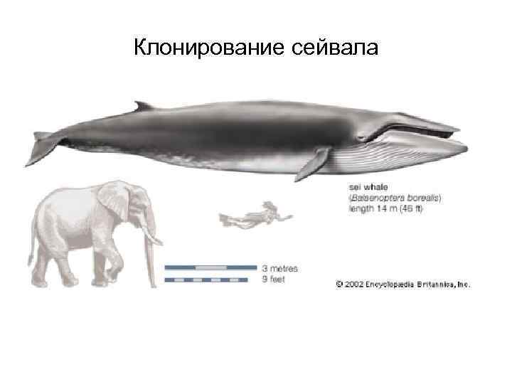 Клонирование сейвала 