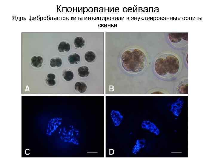 Клонирование сейвала Ядра фибробластов кита инъецировали в энуклеированные ооциты свиньи 