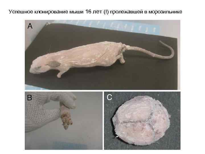 Успешное клонирование мыши 16 лет (!) пролежавшей в морозильнике 