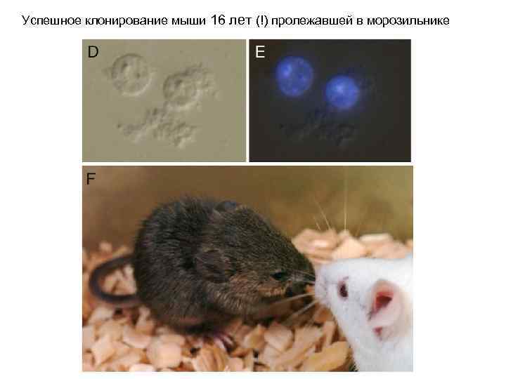 Успешное клонирование мыши 16 лет (!) пролежавшей в морозильнике 