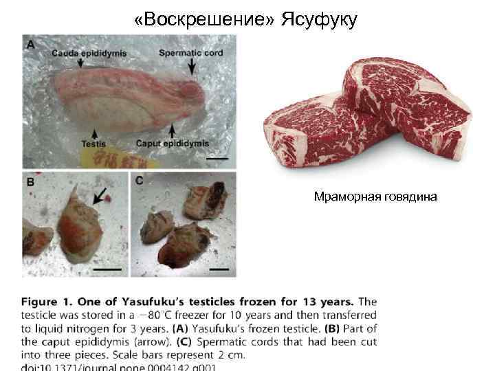  «Воскрешение» Ясуфуку Мраморная говядина 