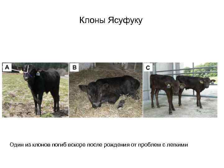 Клоны Ясуфуку Один из клонов погиб вскоре после рождения от проблем с легкими 